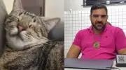 Onda de envenenamento de gatos em Parnaíba preocupa moradores