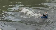 Peixe-boi é resgatado do rio Jaguaribe em João Pessoa