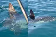 Pescador encontra peixe-lua raro em Itanhaém, no litoral de SP