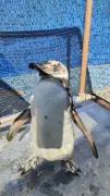 Pinguins-de-Magalhães aparecem em Angra dos Reis e Paraty
