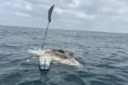 Pseudorca de 4 metros é achada morta com apetrecho de pesca em Ilhabela