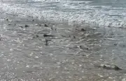 Recorde: 60 filhotes de tubarão-limão vistos em Noronha