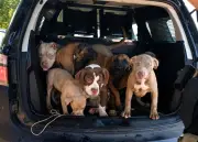 Sete cães resgatados de carro em RR; motorista preso por maus-tratos