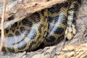 Sucuri-amarela infestada por carrapatos: biólogo explica fenômeno