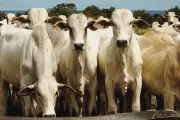 UE interrompe compra de carne, frango e mel do Brasil em setembro