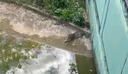 Zoológico de Manaus usa picolés de carne e frutas para animais no calor