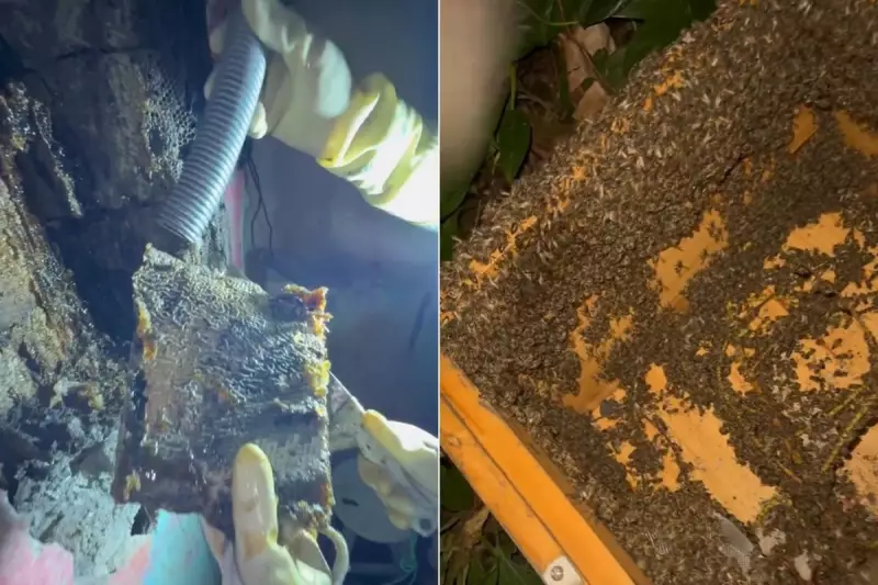 Abelhas africanizadas invadem residência em Santos: colmeia de 2 metros é retirada de dentro de muro