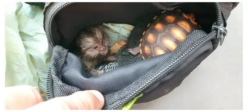 Adolescentes impulsionam mercado ilegal de animais silvestres na internet: como isso acontece?
