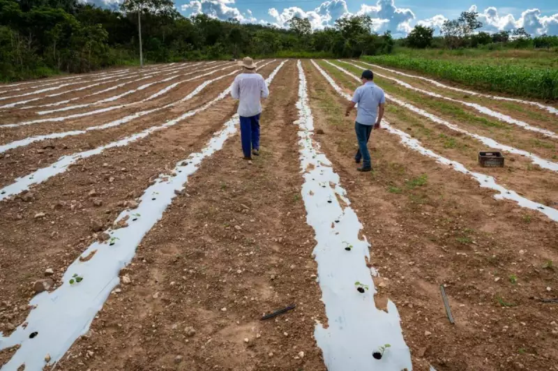 Agricultura Familiar em Mato Grosso: Políticas Públicas Elevam Renda e Transformam Vidas