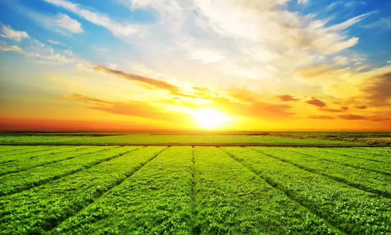 Agronegócio Catarinense: Impulsionando a Economia e Transformando Vidas