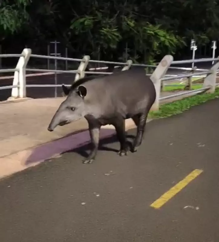Anta surpreende visitantes ao passear tranquilamente em parque de MS — Assista ao vídeo!