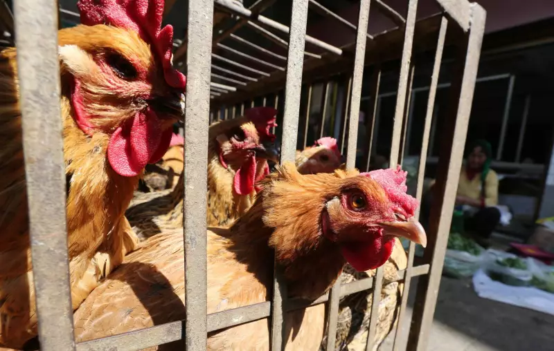 Argentina suspende importações de frango brasileiro: impacto no agronegócio