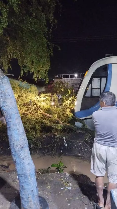 Árvore cai sobre trilhos e interrompe passagem de trens em Santa Rita, na Paraíba