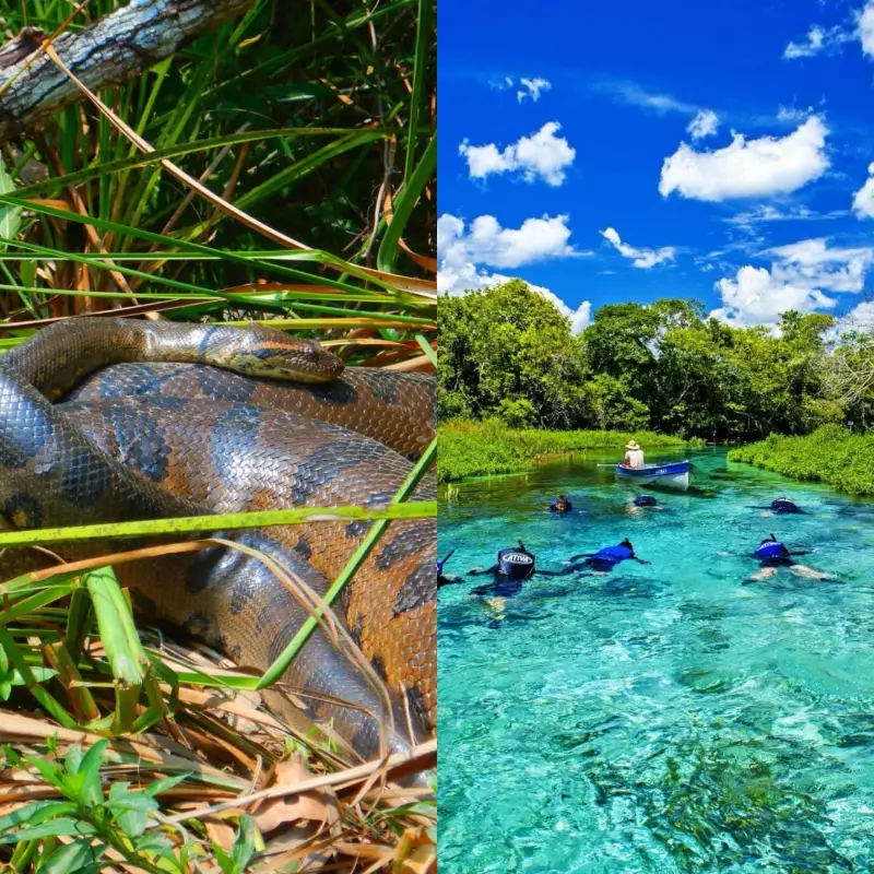 As 3 sucuris mais impressionantes do Paraíso Escondido no Brasil: conheça esses gigantes da natureza