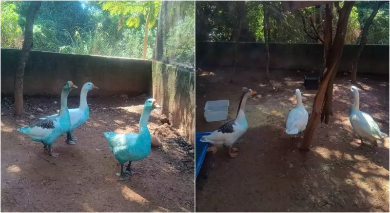 Ativistas alertam: banhos excessivos com corante azul podem estressar aves em Sorocaba