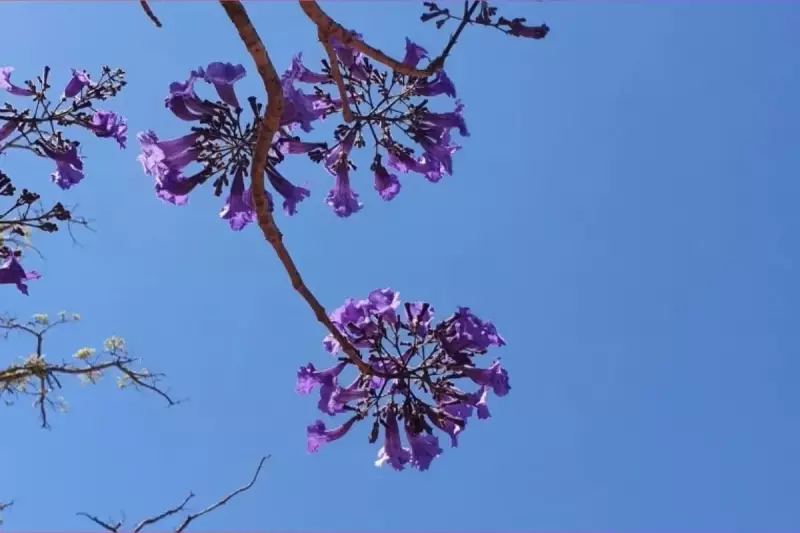 Ato de vandalismo destrói mudas plantadas em homenagem a vítimas de feminicídio em MT