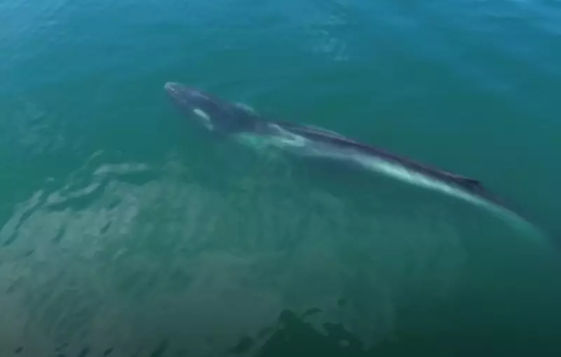 Baleia-fin é avistada em Angra dos Reis: veja o vídeo impressionante!