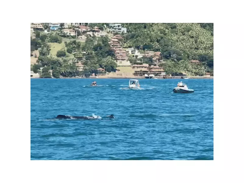 Baleias encantam moradores e turistas ao aparecerem no canal entre São Sebastião e Ilhabela