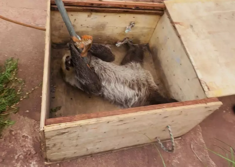 Bicho-preguiça é resgatado de fios telefônicos em Santarém: veja o drama e a ação heroica