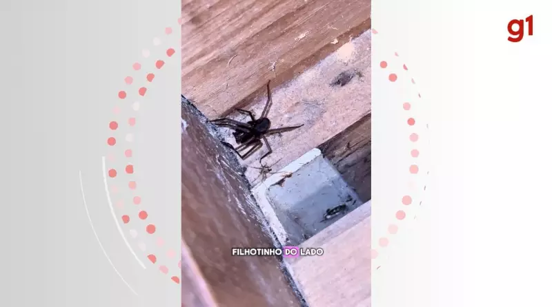 Biólogo aluga quarto com ninho de aranha-marrom em SC: saiba os riscos e como agir