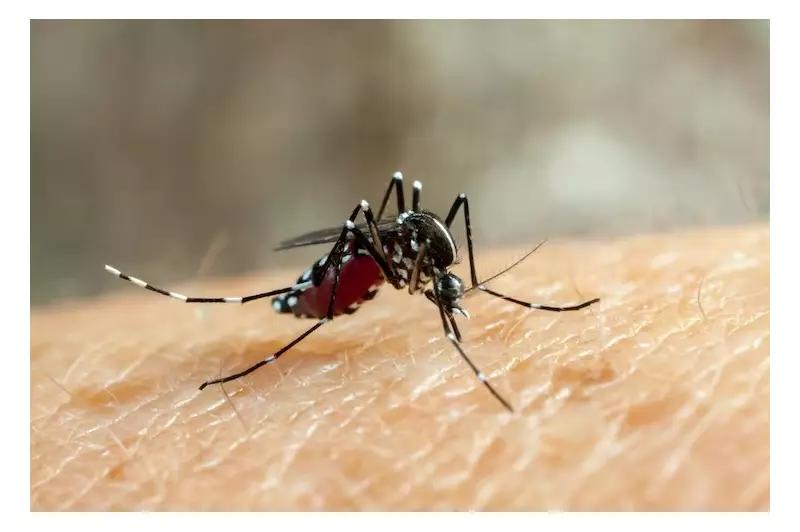 Botucatu e Marília registram queda na infestação do Aedes aegypti, mas alerta contra dengue permanece