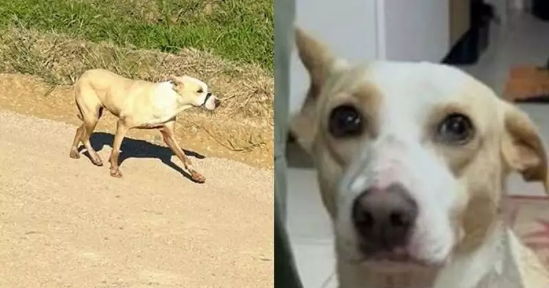 Cachorra é resgatada com focinho preso por fita isolante em SC: caso choca e mobiliza protetores