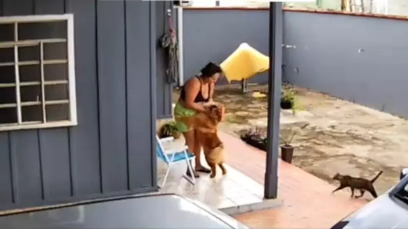 Cachorro agride tutora em Ji-Paraná, RO, e é submetido à eutanásia: entenda o caso
