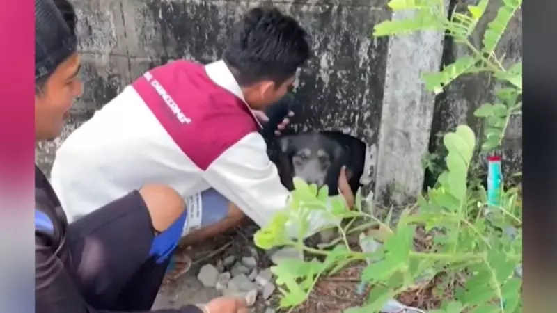 Cachorro fica preso dentro de parede na Tailândia e resgate emociona a web