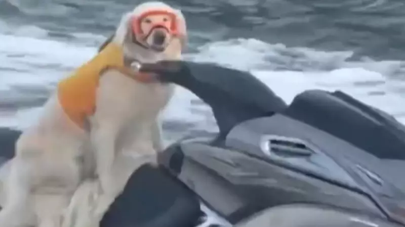 Cachorro pilota moto aquática em Miami e rouba a cena nas redes sociais