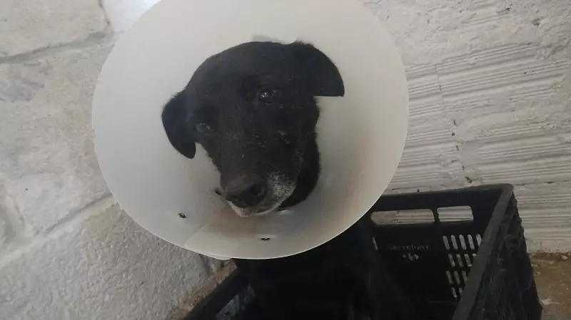 Cachorro sofre maus-tratos após fugir para casa de vizinho em Mogi das Cruzes: tutora relata caso