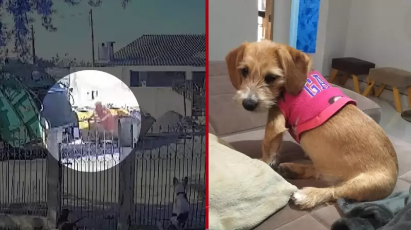Cadela atropelada e jogada em compactador de lixo no Paraná: caso arquivado pela Justiça