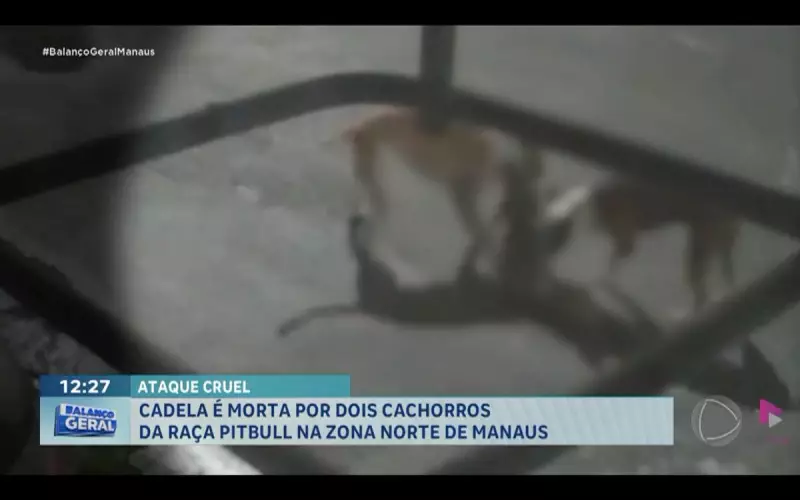 Cadela é brutalmente atacada por dois Pitbulls na Zona Norte de Manaus: caso choca moradores
