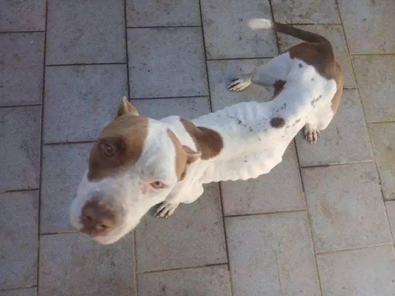 Cadela Pitbull é resgatada após sofrer maus-tratos em Presidente Prudente