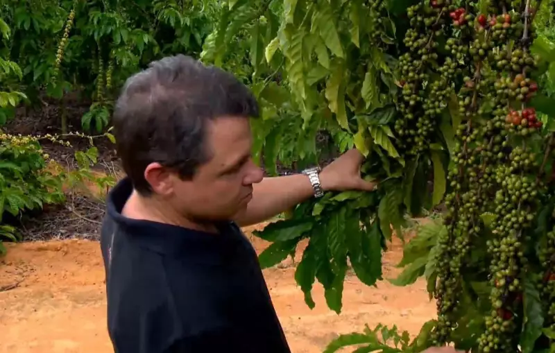 Café Conilon: Preço em alta e safra recorde animam produtores no ES
