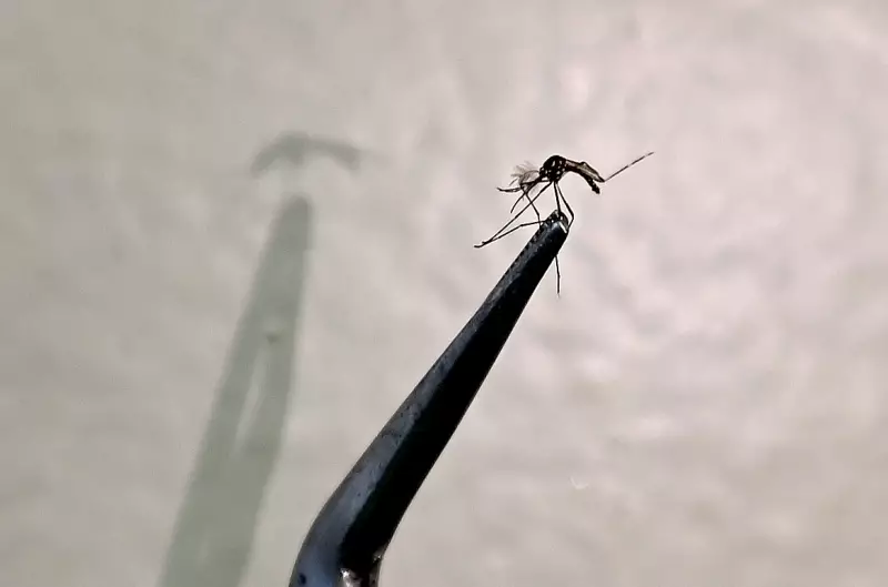 Campinas registra primeira morte por chikungunya da história: sintomas e alerta
