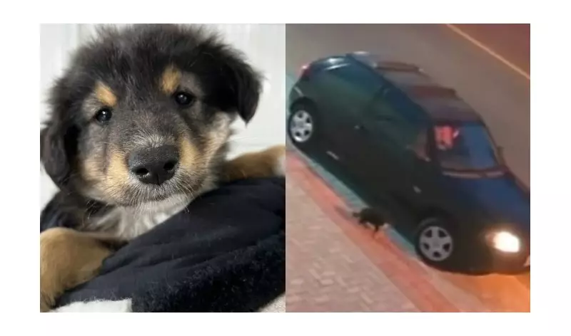 Cão abandonado é atropelado por motorista em SC: vídeo choca nas redes