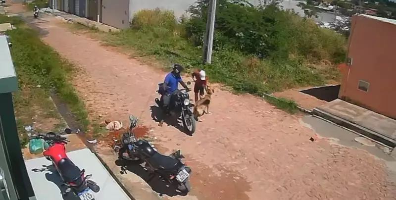 Cão da raça Pastor Alemão é roubado por dupla em motocicleta no Ceará; veja o vídeo