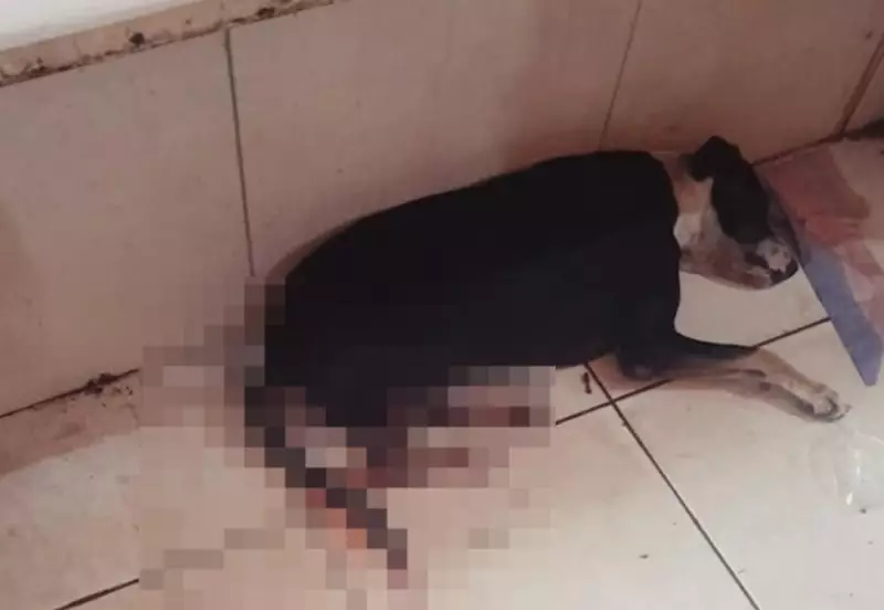 Cão é esfaqueado em mercado público de Parnaíba, no Piauí: caso choca moradores