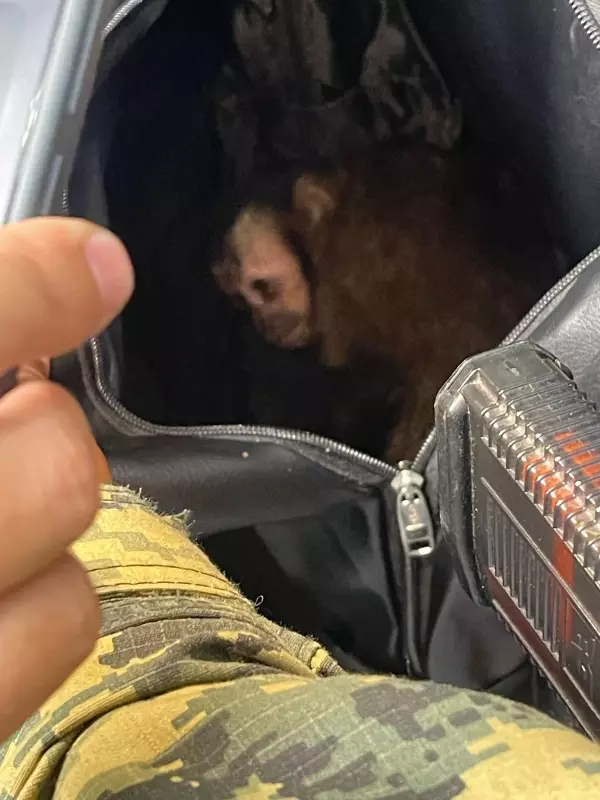 Casal é preso por capturar macaco-prego no Parque Nacional da Tijuca no Rio