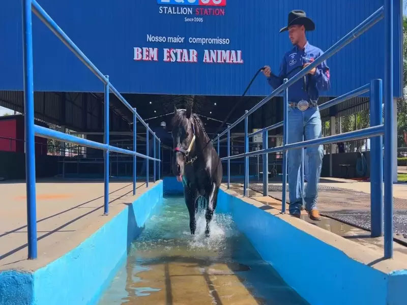 Cavalos em centros de reabilitação: luxo e bem-estar até com piscina!