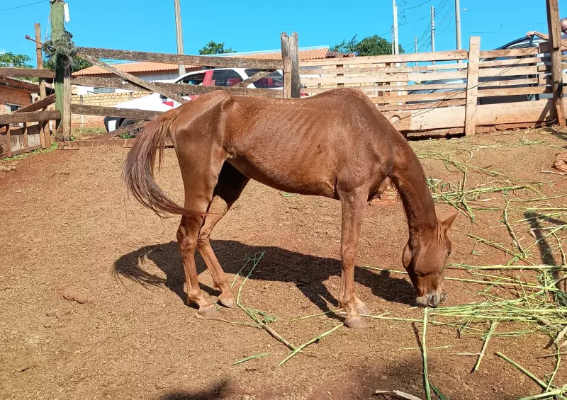 Cavalos são resgatados de situação de maus-tratos em sítio de Arandu – Polícia investiga