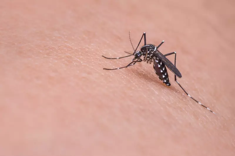 Centro-Oeste Paulista atinge marca trágica: mais de 100 mortes por dengue em 2025