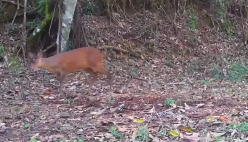 Cervo ameaçado de extinção é flagrado em Nova Friburgo: um sinal de esperança para a biodiversidade