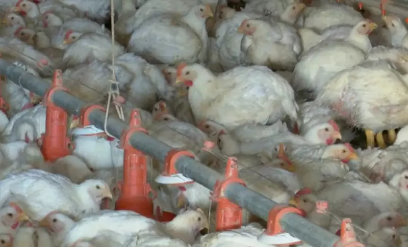 China suspende compra de carne de frango do Paraná: estado reforça protocolos de segurança