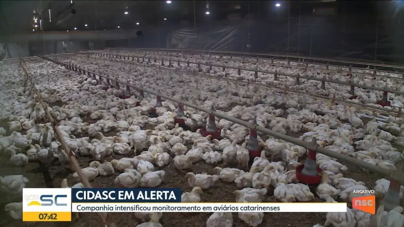 Como Santa Catarina está combatendo a gripe aviária em granjas comerciais