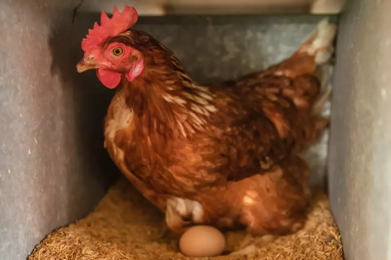 Criadores de aves no Amapá aprendem a produzir ração caseira e reduzem custos