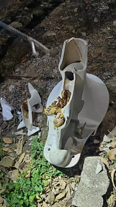 Criança de 10 anos encontra cobra de 1 metro dentro do vaso sanitário no Acre — Veja o vídeo!