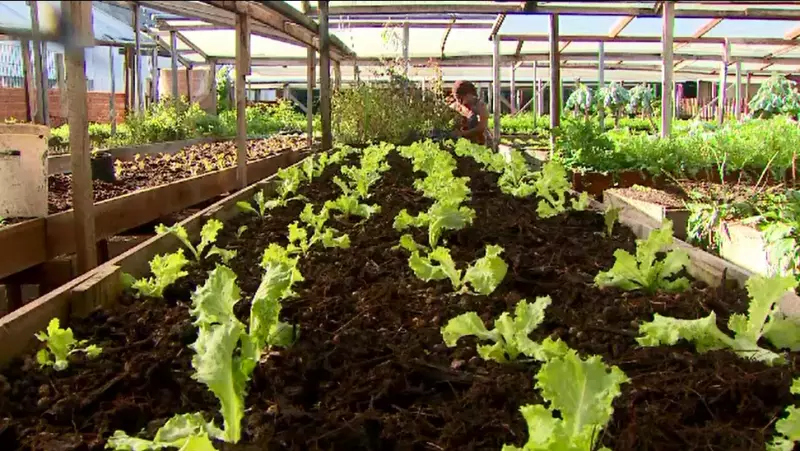 Curso gratuito sobre controle de doenças em plantas: inscrições abertas em Santa Maria da Boa Vista
