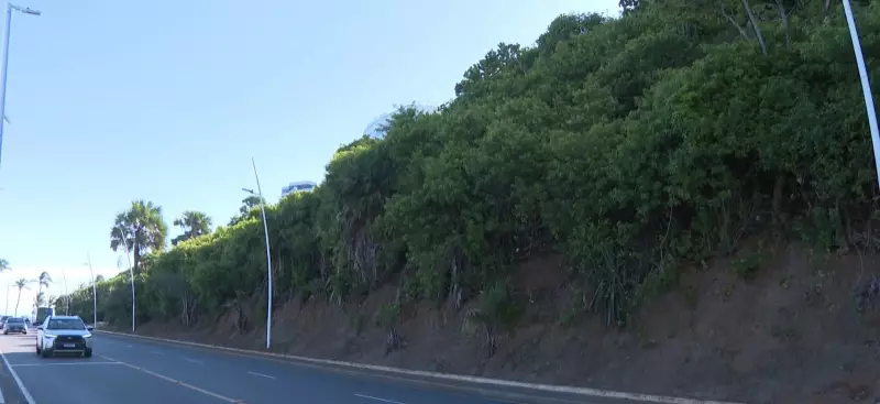 Daniela Mercury e Regina Casé se unem contra venda de áreas verdes em Salvador: 'Preservar é essencial'