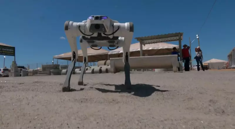 De cão robô a iogurte de flor: Agrotins 2025 mostra inovações que revolucionam o campo